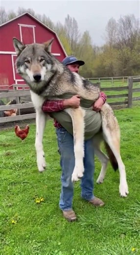 My Big Fellow #Wolf #animals #farmanimals #reels #shorts