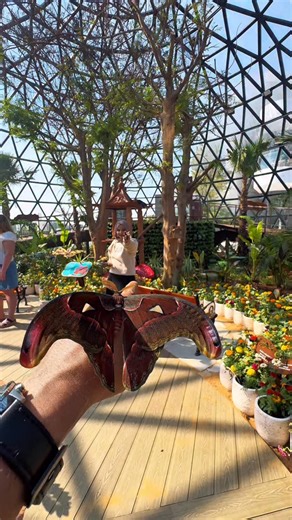 First Butterfly Garden at Abu Dhabi : Step into a living paradise of wings and wonder 🦋🌿 The Butterfly Garden at Al Qana opening on 9th Jan—an unforgettable experience. Book your tickets: Butterflygardensabudhabi.com Timing : 10 am to 8 PM #ButterflyGardenAbuDhabi #AlQana #azharsquare #ButterflyFun #travelvlog #placetovisit @visitabudhabi | Azhar Square