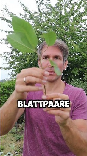 How you can easily propagate a cherry tree now #gardentips #garden #gardenlove