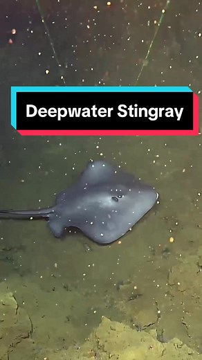 Discovering Deepwater Stingrays in American Samoa Waters