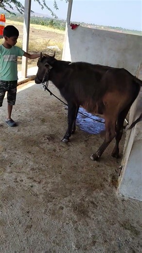 मावशी मी हरवलोय😆#shorts #viral #trending #funny #comedy #baffalo #cow #goat #sheep #animals #farming