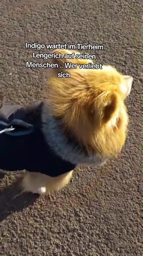 Indigo wartet noch immer auf sein Für-immer-Zuhause im Tierheim Lengerich. Er kam gemeinsam mit den anderen Spitz-Mischlingen dorthin, die vielen bereits aus dem Wuffhaus bekannt sind. Indigo hat seine frühere Ängstlichkeit inzwischen weitgehend überwunden. Er ist menschenbezogen, fremdelt nur ganz kurz und sucht dann aktiv Nähe – Kuscheln findet er richtig gut. Spaziergänge meistert er souverän: Autos sind kein Problem, Leinenführigkeit klappt prima, „Sitz“ für ein Leckerli sitzt, und auch Hund