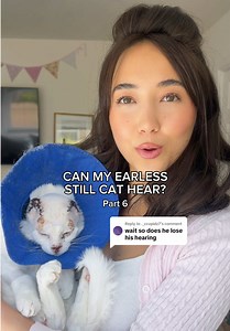 Replying to @._ccupidz7 Can Mr. Armani the earless (& toothless) cat still hear?… YES!!! Being just his flaps were removed, not canal, he can hear it all!✨👂🐱 #c#catcancerawarenessc#catcancerh#homelesscats#squamouscellcarcinomacatmom