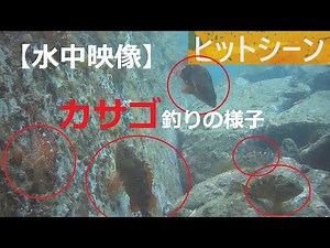 【水中映像】カサゴ釣りヒットシーン観察【NO.009】