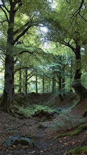Nature’s Endless Forest Loop #nature #relaxing #shorts