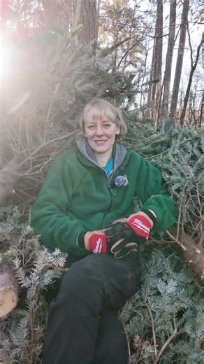 Ever wonder what happens to Christmas trees after the holidays? 🎄 Join us Sunday the 18th as our animals get their turn. Trees will begin going out into exhibits at 9:30 a.m., and guests can watch animals explore, investigate, and interact with them. The trees will remain in exhibits throughout the week, so there will be plenty of chances to catch the fun. Thank you to JunkLuggers for collecting and bringing us trees for the animals! #christmastree #newportnews #hamptonroads #trees #animalenric