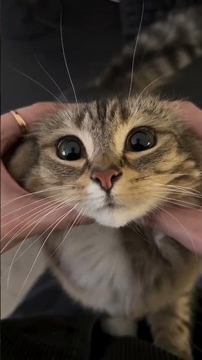 Cute Cat Blushing 😳😻 | Funny & Wholesome Meme