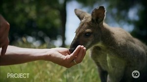 3.2K views · 154 reactions | Chris Symons quit racing earlier this year to open a boutique zoo. It’s primarily for people with disabilities and gives them a chance to interact with animals as a form of therapy in safe and controlled environment. seen on The Project | Australian Horse Racing | Facebook