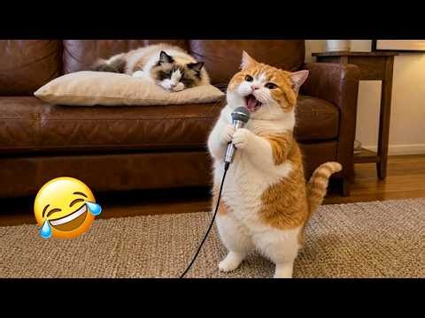 TRY NOT TO LAUGH 🤣 Funniest Cats and Dogs 😆😅 Funny Animals 2026