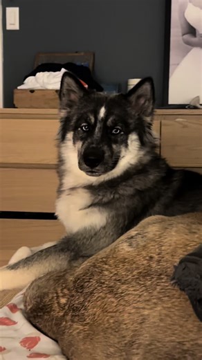 Sonny Mei & Kulu on TikTok