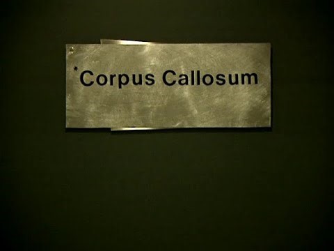 Corpus Callosum (Michael Snow, 2002)