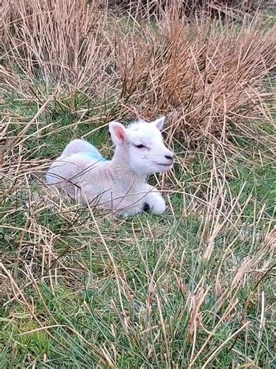 The cutest time of year #Shetland