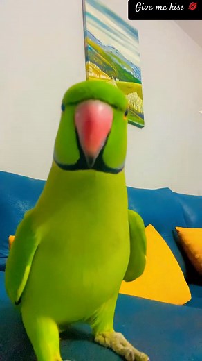 Parrot sound ❤️ | Ruby Eckert