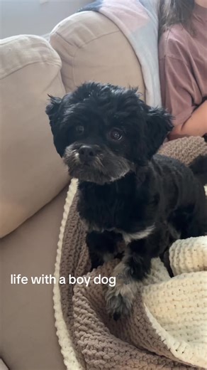 he’s the best boy🐾 #shihpoo #shihpoopuppy #puppytiktok #puppytok #dogsoftiktok #dogtok #shihtzu #shihtzupuppy #minipoodle #funnydogs