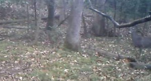 Can You Guess What's Scaring All the Deer Away?