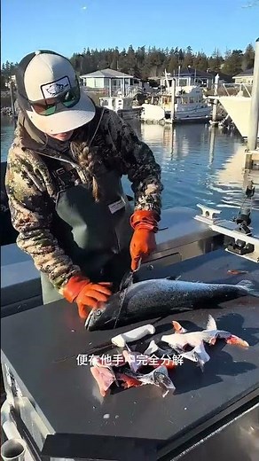 阿拉斯加東南部鮭魚捕撈。如何處理和保養漁獲至關重要！ #三文魚 #三文魚刺身 #鮭魚