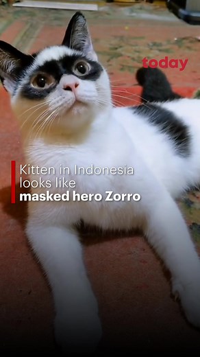 🐱 Zorro, is that you? A nine-month-old kitten in #Indonesia has caught the attention of netizens for its unique black markings that make it look like the masked vigilante Zorro. #zorro #maskedvigilante #catsoftiktok #cat #tiktokindo #tiktokindonesia