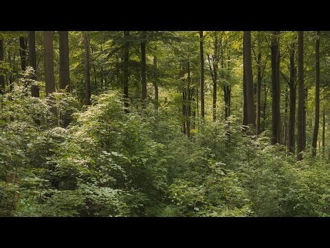 🌳 4K - Relaxing Nature Sounds For Stress Relief, Forest Sounds, Bird Song, ASMR