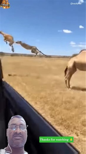 Incredible Antelope Jumping Moments | Wildlife Green Screen Video nand gi vlogs🙏