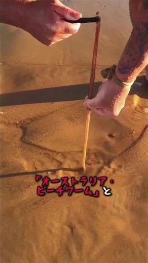 釣りで使うゴカイ じゃねえ誤解だ