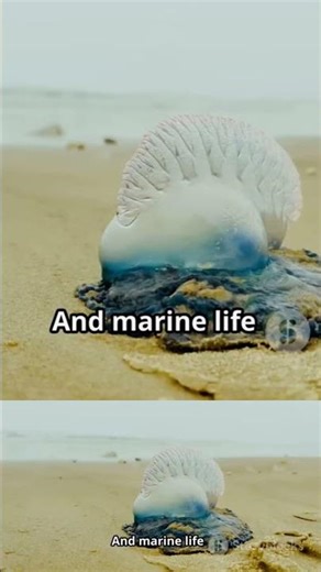 Do Dog Life Jackets ACTUALLY Work?