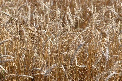 Demand for U.S. wheat is quietly improving. What does that mean for wheat futures?