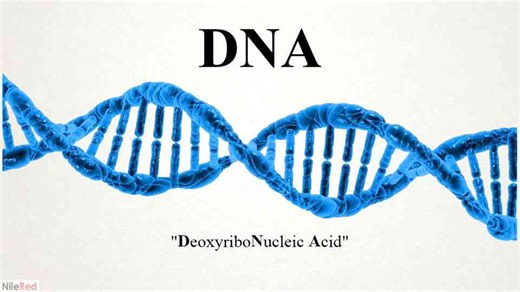 Extracting DNA from strawberries and eating it