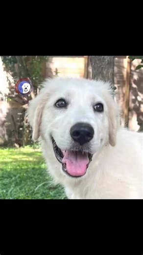 🩷🩵Are you looking to add a puppy to your family? Great Pyrenees Rescue Society has you covered! The “I” litter pups are gorgeous and ready for their forever homes. Fill out an application today! https://gprs.rescuegroups.org/forms/form?formid=6206 | Great Pyrenees Rescue Society - GPRS