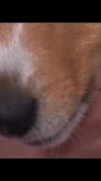 Animal Humane Society taking care of beagles rescued from Ridglan Farms, which has been the center o