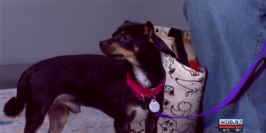 Pet Talk: Activities for Deaf Pets