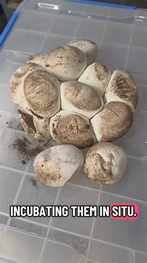 While the state of her body looks alarming, it is not unusual and there is no immediate threat to Ellie. On the plus side, there is a very real chance we could hatch 18 T Albino blood pythons in a few months! | Smug Bug