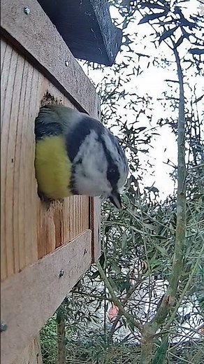 Sortie du nid de la mésange bleue ! 🐦 #Mésange #nid #nature #oiseaux #birds
