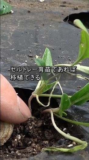 【家庭菜園】セルトレー育苗ならできる！？ ホウレンソウの移植 おまかせ菜園フクダ流