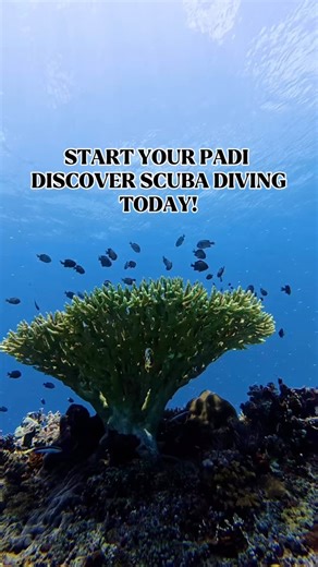Discover Scuba Diving is designed for first-timers. Simple, safe, and incredibly exciting. It’s where beginners get to experience the feeling of breathing underwater for the very first time, guided closely by a PADI Professional Instructor. You’ll learn basic skills like staying comfortable, equalizing, and communicating underwater. Just enough to explore without feeling overwhelmed. It’s the perfect balance of learning and adventure. 🤿 Book your first experience with us! 📧 info@fisheyedivers.