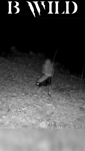32K views · 573 reactions | #zorrillo #skunk #Aguascalientes #Mexico #Bwild | BWILD | Facebook