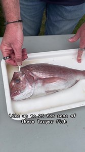 113K views · 768 reactions | This is how our fisheries scientists obtain important information on snapper stocks in Victoria. Thanks to Dr Corey Green for explaining how it all works at our Hooked on Portland seafood and fishing festival recently. #fisheriesscience #fishdissection #snapper #otoliths | Victorian Fisheries Authority | Facebook