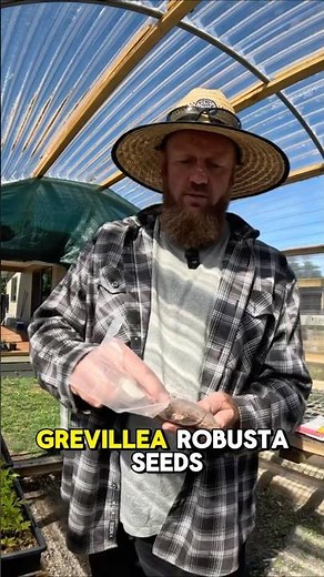 Grow Grevillea Robusta From Seed!