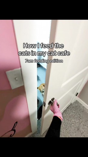 Feeding the Cats at My Cat Cafe: Daily Routine