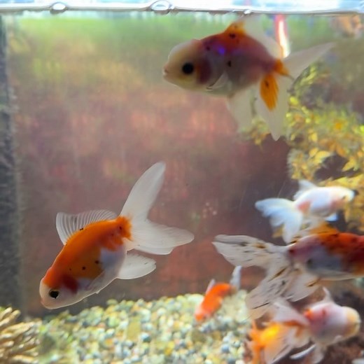 12 reactions | Beautiful medium & large Oranda goldfish are now swimming in!  Perfect for adding color, personality, and elegance to your tank — these fancy goldfish are ready to find their new homes! | Fish Den | Facebook