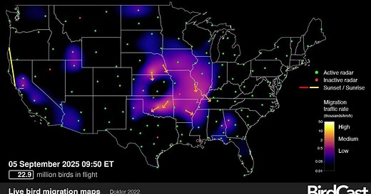 Radar maps track real-time bird migration at night