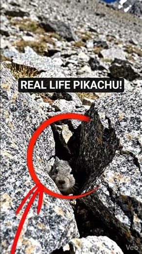 I Thought it was just a MOUSE!? I Was Wrong🐭🐰