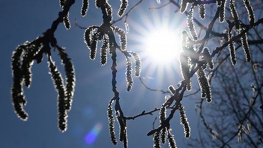 Allergy symptoms spike as tree pollen levels soar