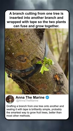 GENIUS TREE GRAFTING METHOD USING CUTTINGS AND TAPE