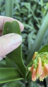 Step into the world of Clivia Nobilis, one of the most primitive and historically important Clivia species. This rare pink form is a true botanical treasure—elegant, unusual, and deeply valued by collectors and breeders. 🌿 Explore more of our Clivia world: www.utopiaclivias.co.za #cliviamagic #clivianursery #utopiaclivias #clivias #nobilis | Clivia at Utopia Clivias