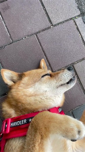 冷たい所見つけたら寝そべるに決まってる 元野犬のチャチャ(シニア)だよ🦊✨