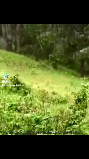 Recent footage has emerged online of what appears to be a large black creature in the tree-line of a forest. The creature appears to walk on two feet between two trees and then crouch down in a kneeling position. The footage was recorded by a mother and daughter but little else in know about its origin. Thoughts on this one? Or if you know more about it let us know in the comments. #bigfootsighting #bigfoot #sasquatch | Kentucky Bigfoot Research Organization