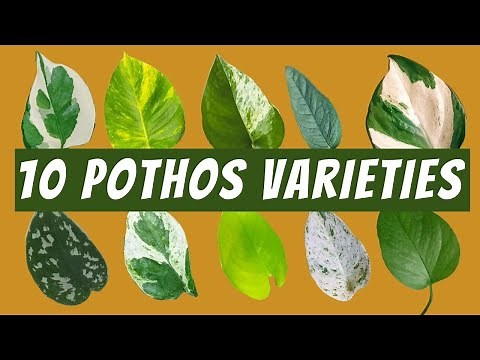 10 Pothos Varieties with Images and Names | 🌱 Neon Pothos, Jade Pothos, Satin, Cebu Blue and More!