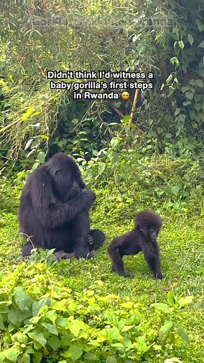 Baby Gorilla Takes First Steps, Moves Guest to Tears