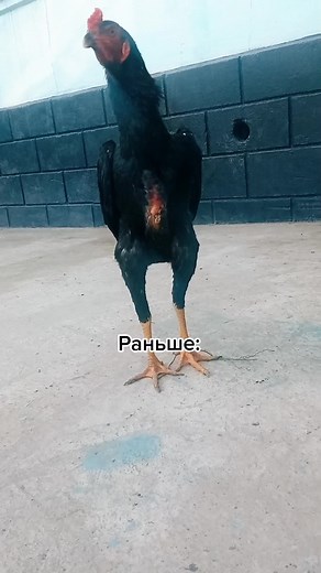 Transformation of a Warrior: Before and After