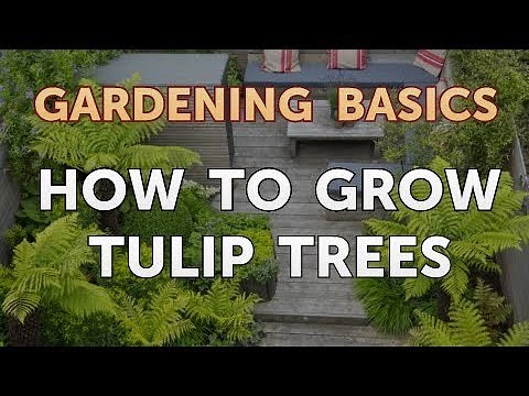 How to Grow Tulip Trees